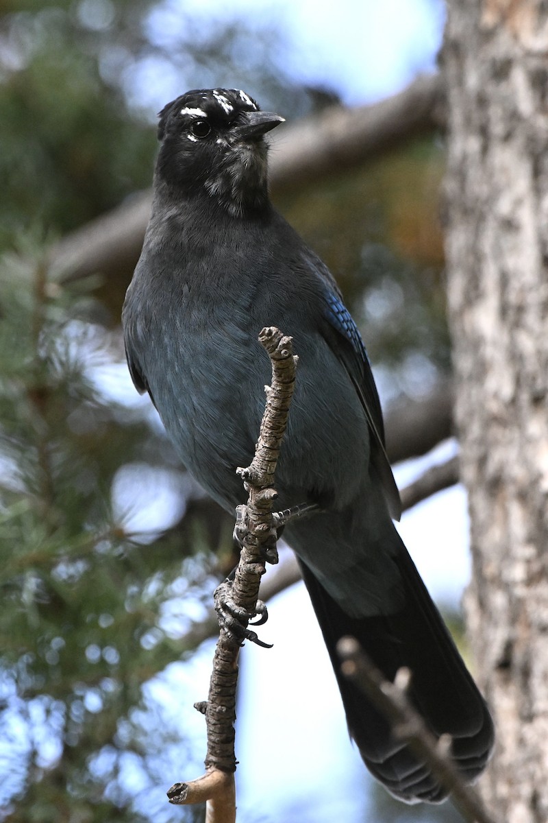 Steller's Jay (Southwest Interior) - ML642731683
