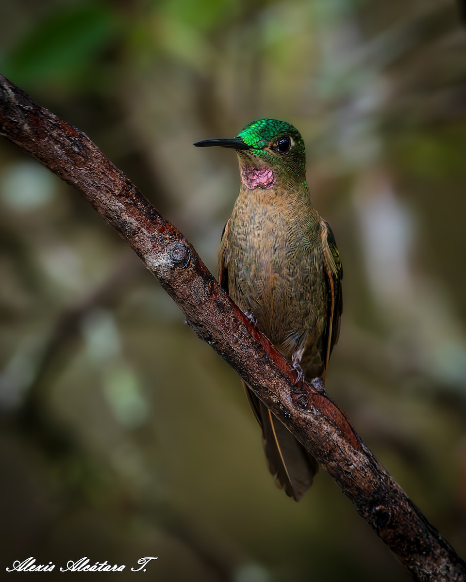 Fawn-breasted Brilliant - ML642731685