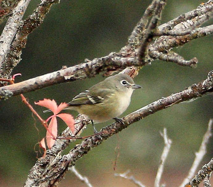 Cassin's Vireo - ML642731704