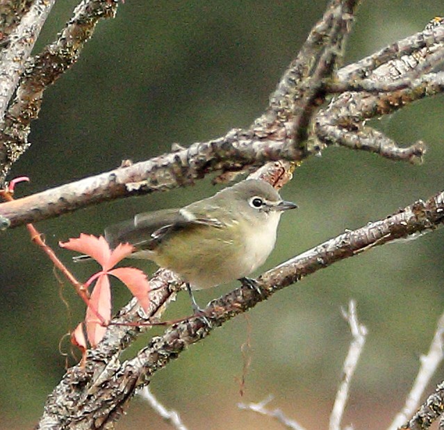 Cassin's Vireo - ML642731705