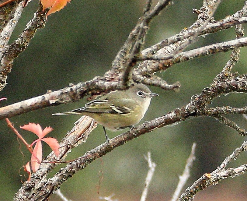 Cassin's Vireo - ML642731707
