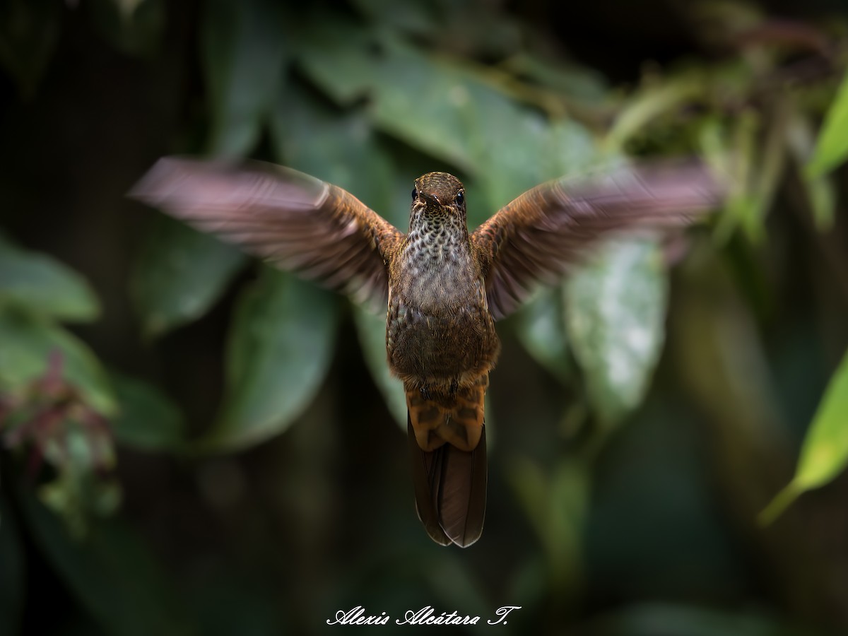 Bronzy Inca - ML642731716