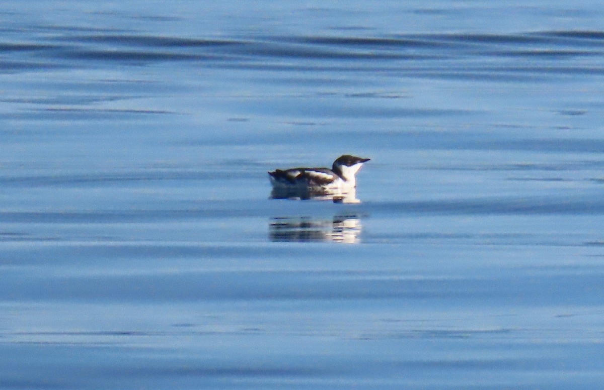Marbled Murrelet - ML642731724