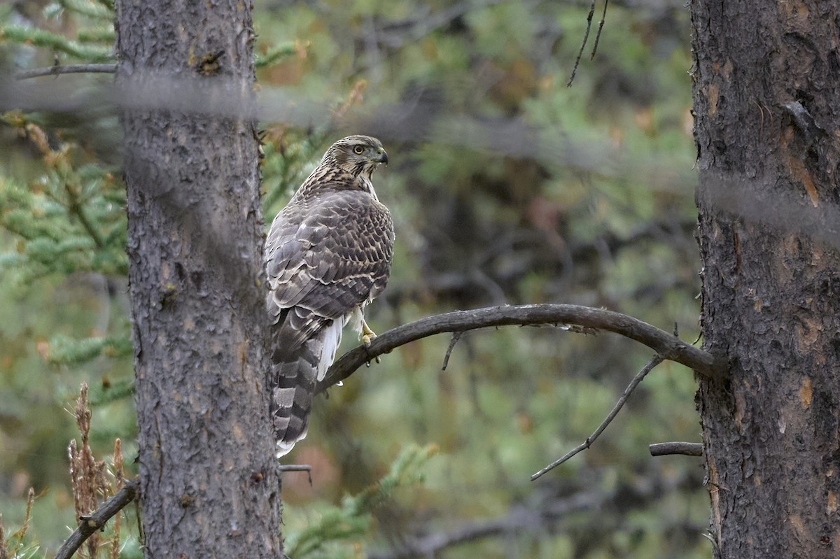American Goshawk - ML642731732