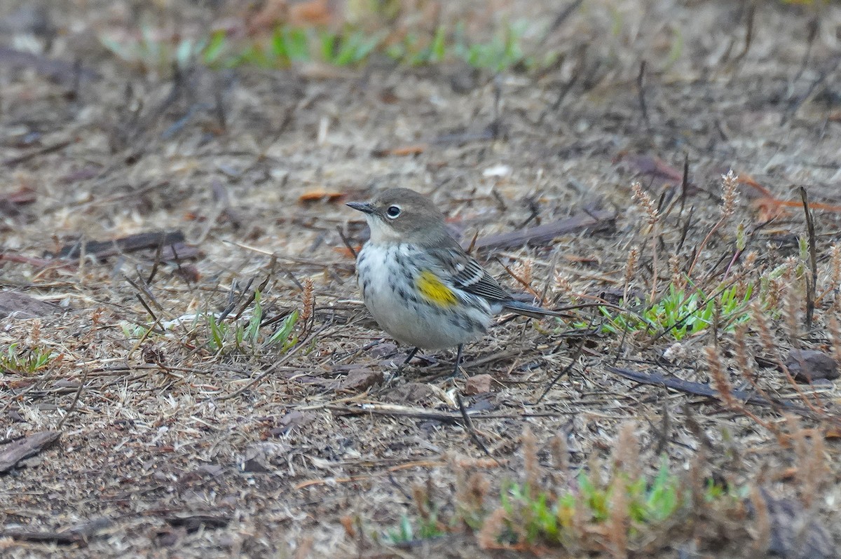 Yellow-rumped Warbler (Myrtle) - ML642731782