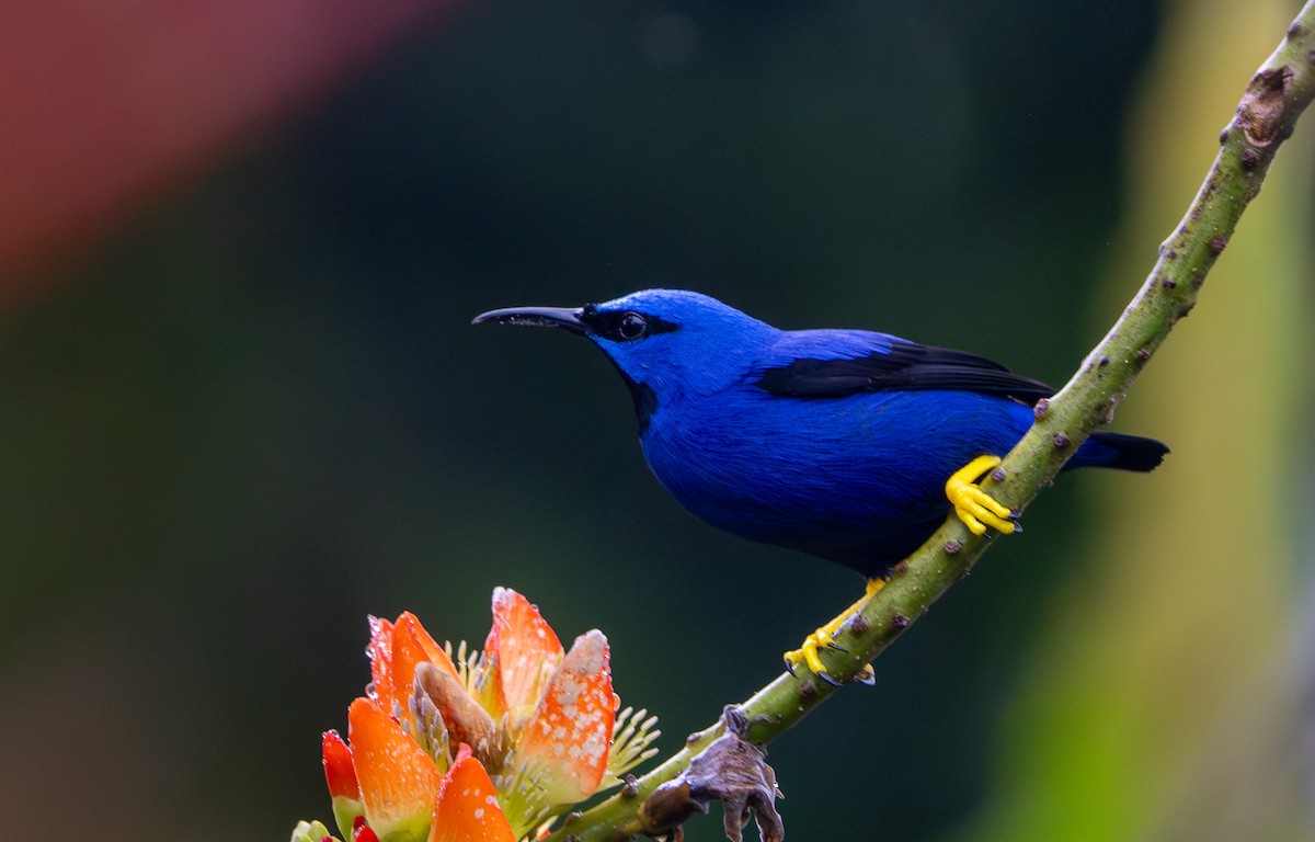 Purple Honeycreeper - ML642731783