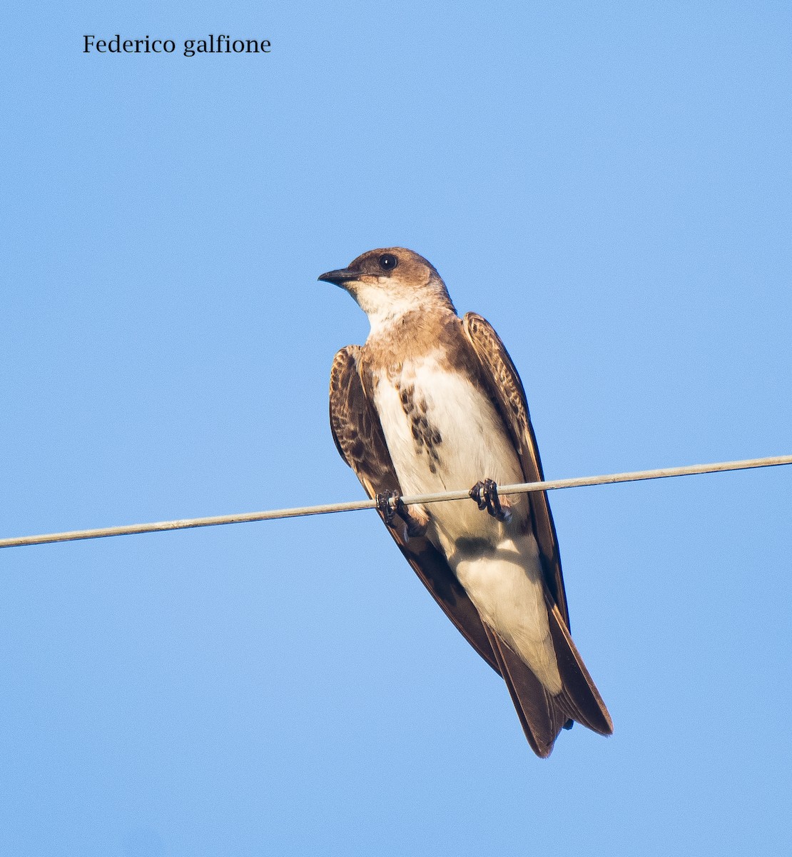 Brown-chested Martin - ML642731785