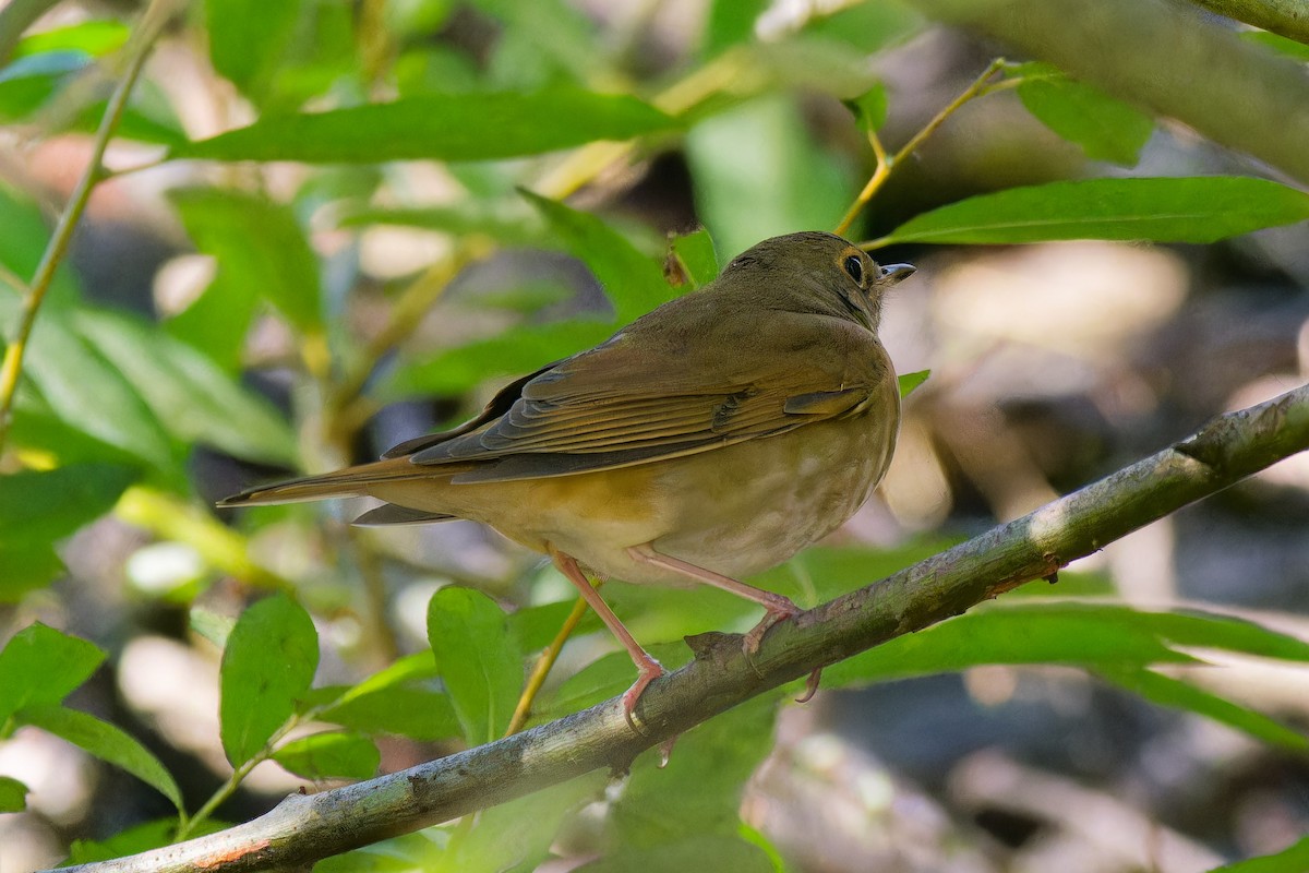 Swainson's Thrush (Russet-backed) - ML642731790