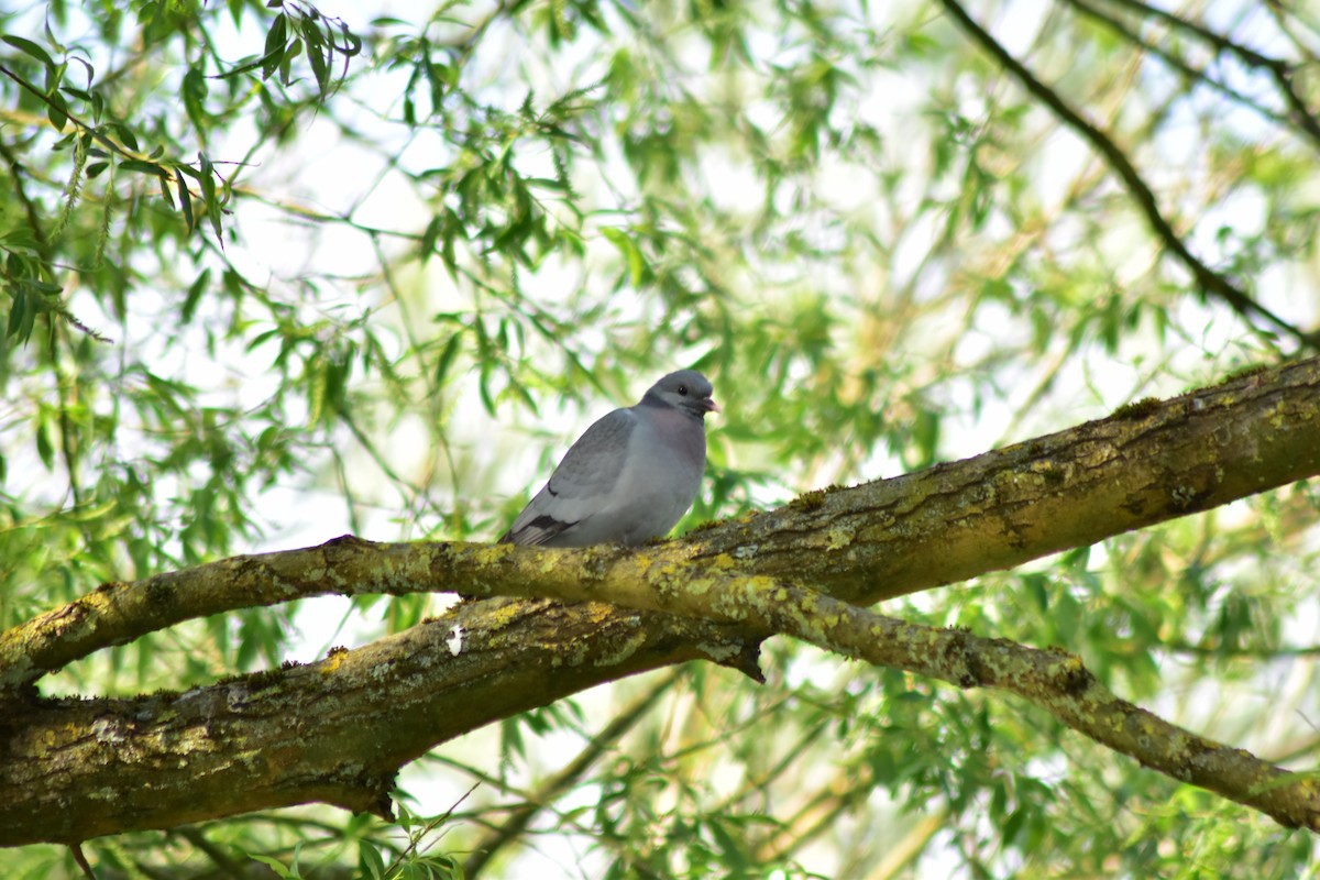 Stock Dove - ML642731794