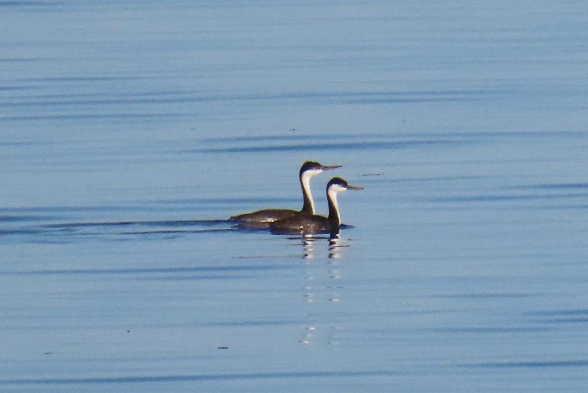 Western Grebe - ML642731796