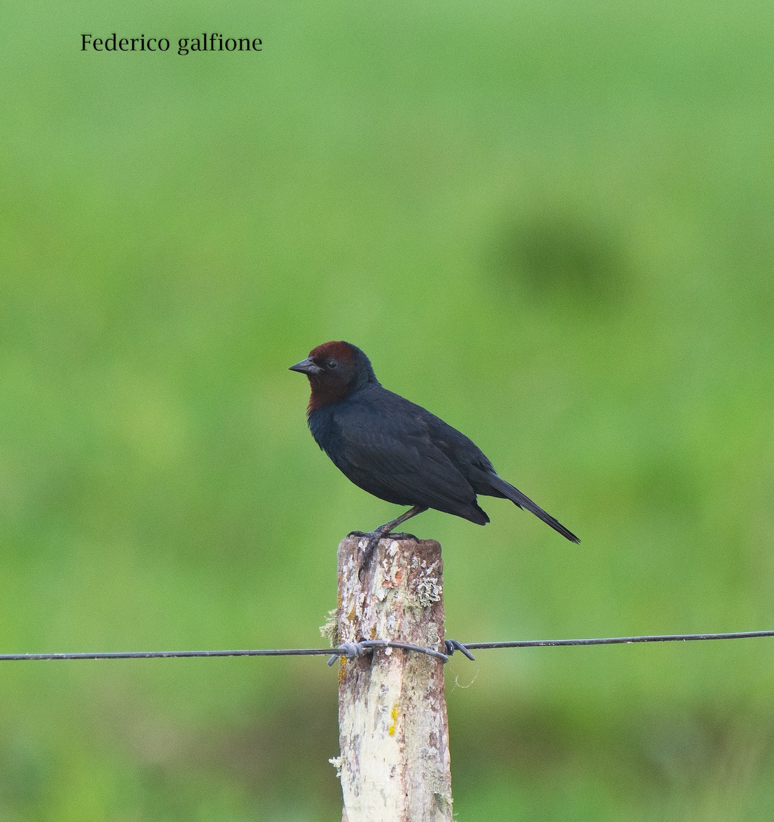 Chestnut-capped Blackbird - ML642731804