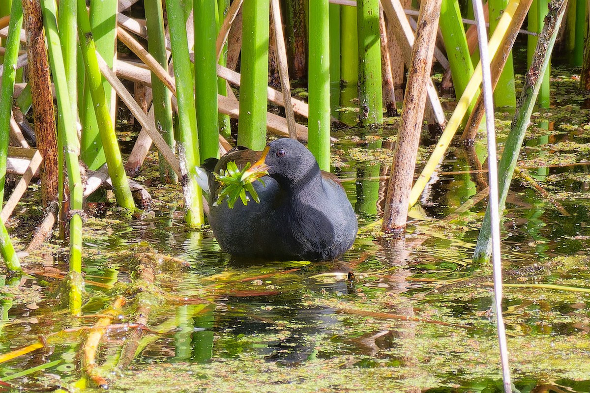 Common Gallinule - ML642731805