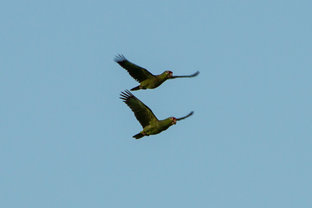 Red-lored Amazon - ML642731835