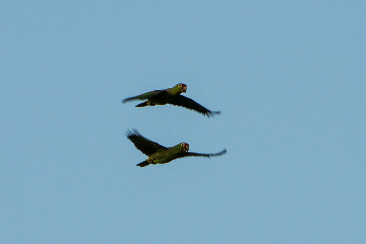 Red-lored Amazon - ML642731836