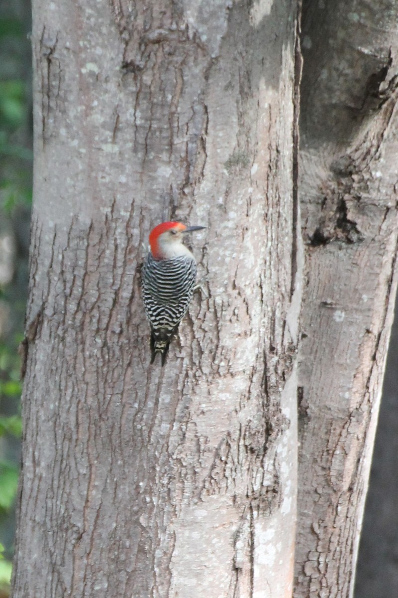 Red-bellied Woodpecker - ML642731839