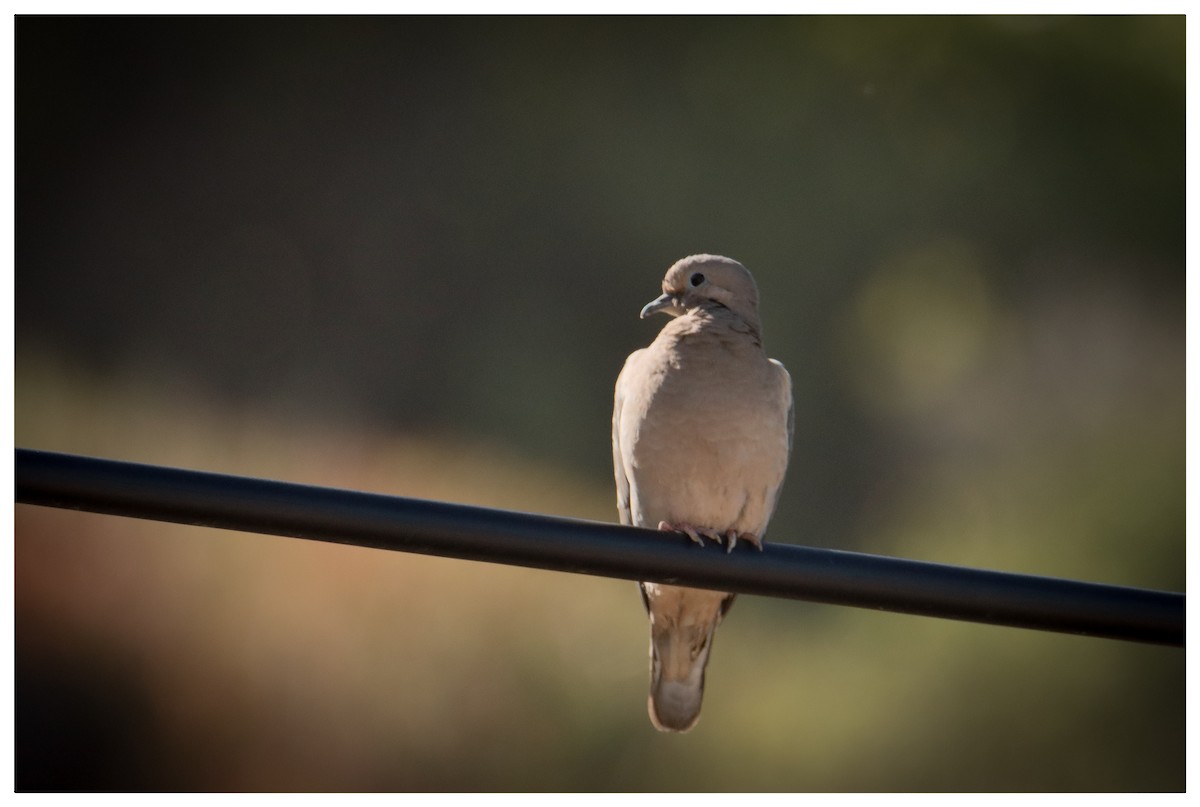 Eared Dove - ML642731840