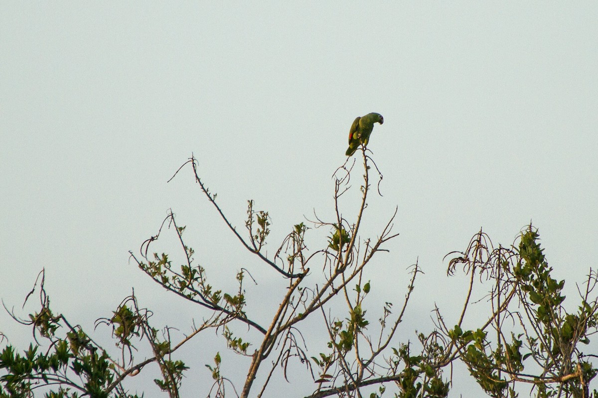 Red-lored Amazon - ML642731844