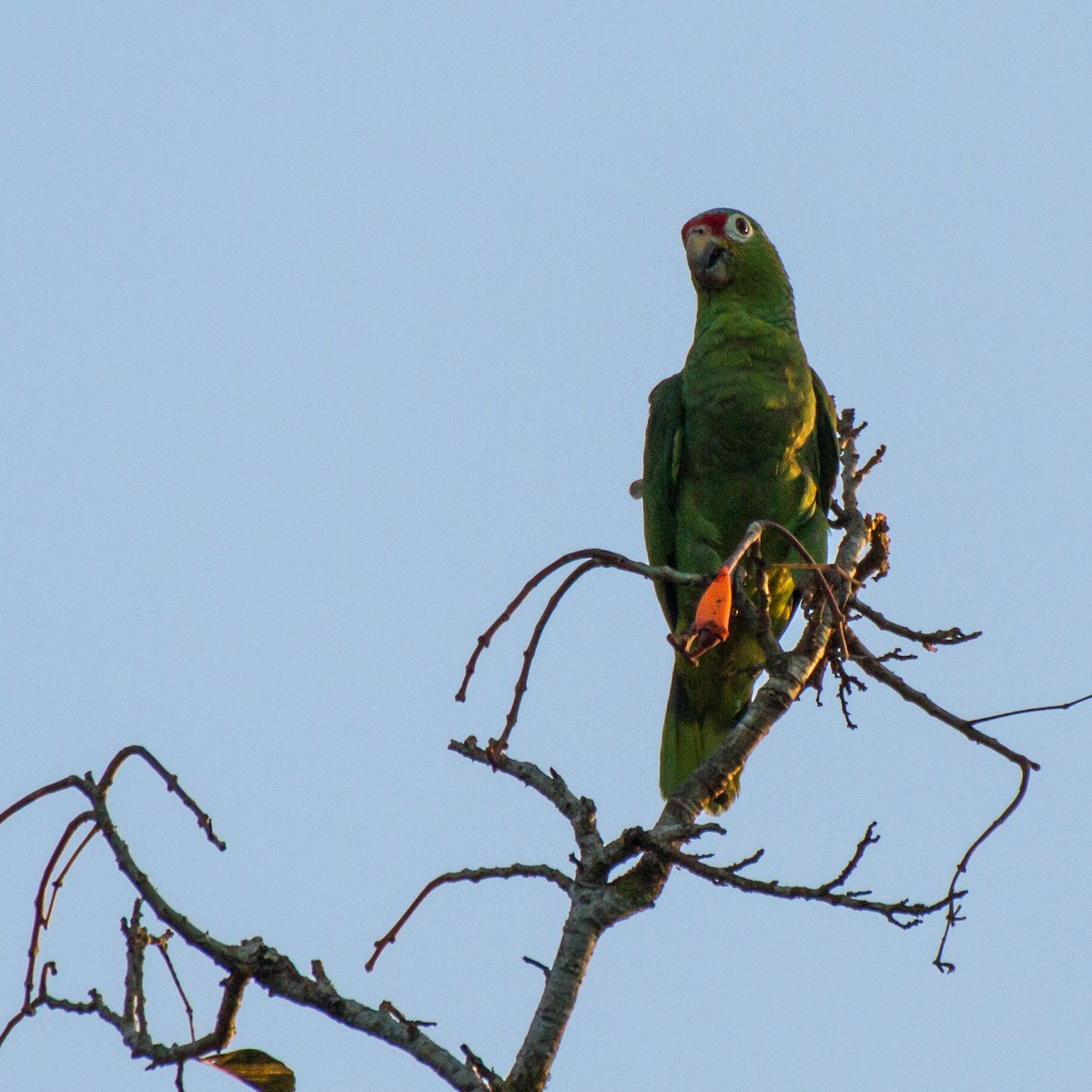 Red-lored Amazon - ML642731856