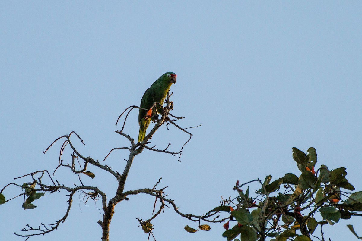 Red-lored Amazon - ML642731857