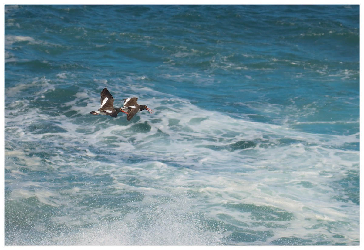 American Oystercatcher - ML642731861