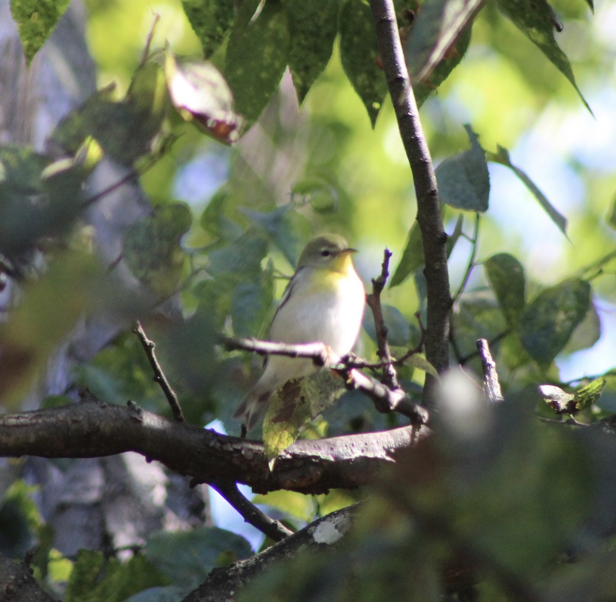 Northern Parula - ML642731875