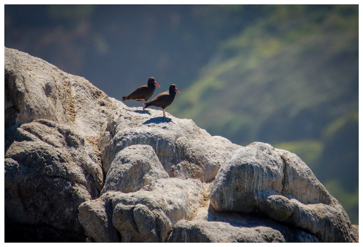Blackish Oystercatcher - ML642731878