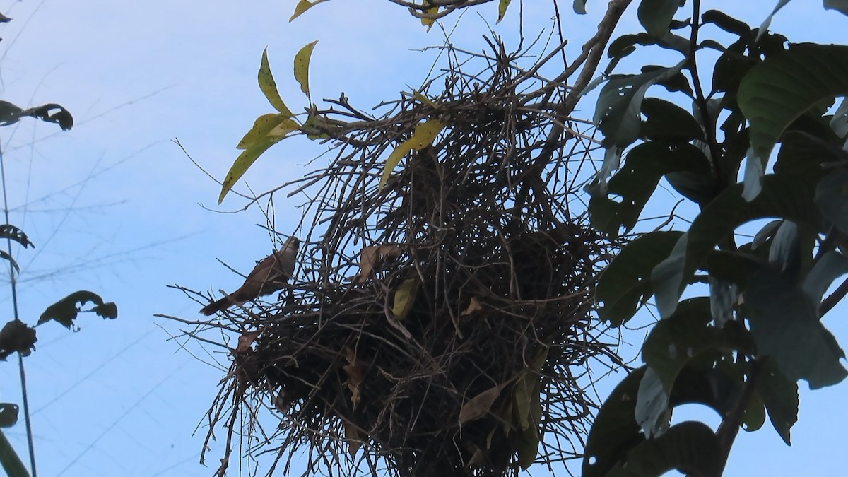 Greater Thornbird - ML642731880