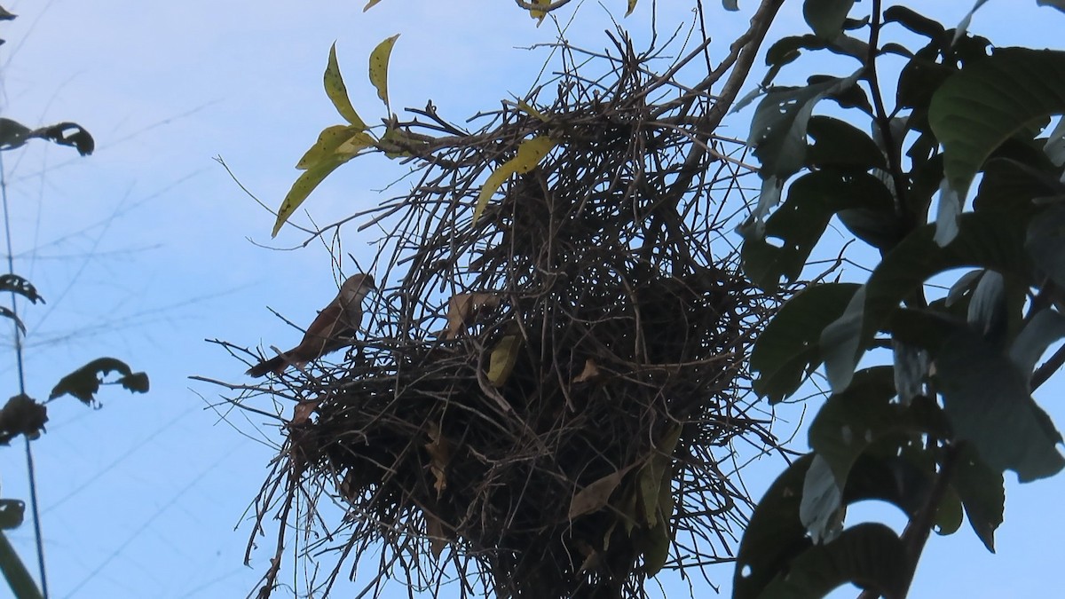 Greater Thornbird - ML642731882
