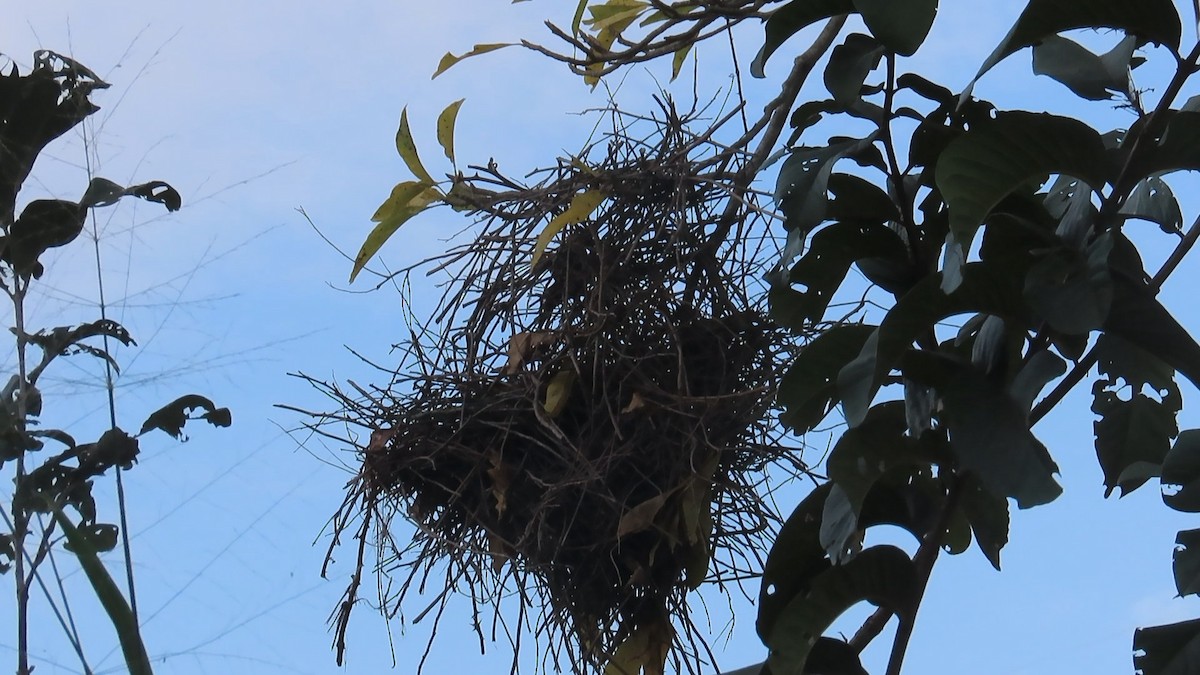 Greater Thornbird - ML642731886