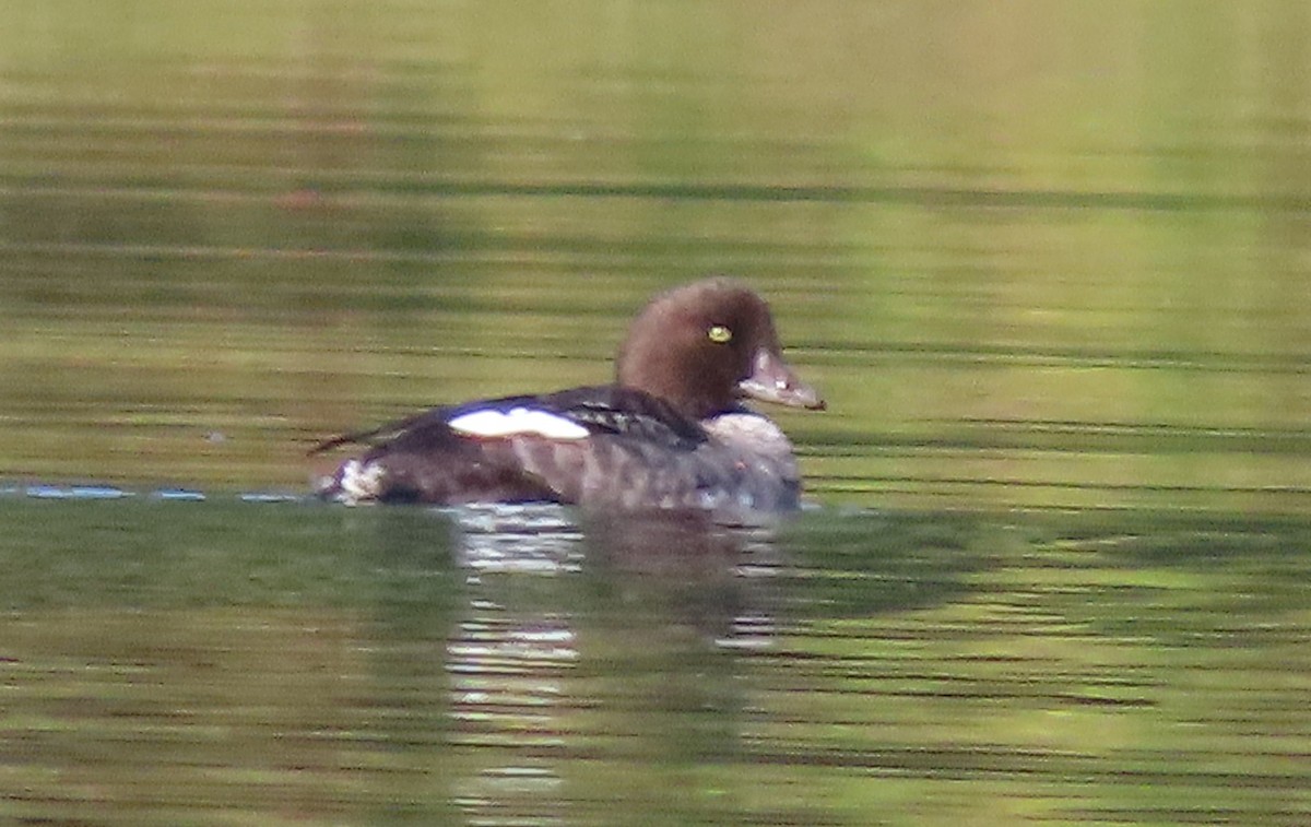 Barrow's Goldeneye - ML642731887