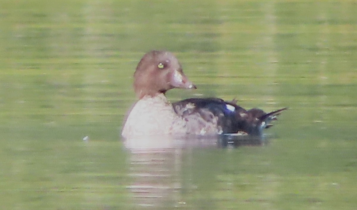 Barrow's Goldeneye - ML642731888