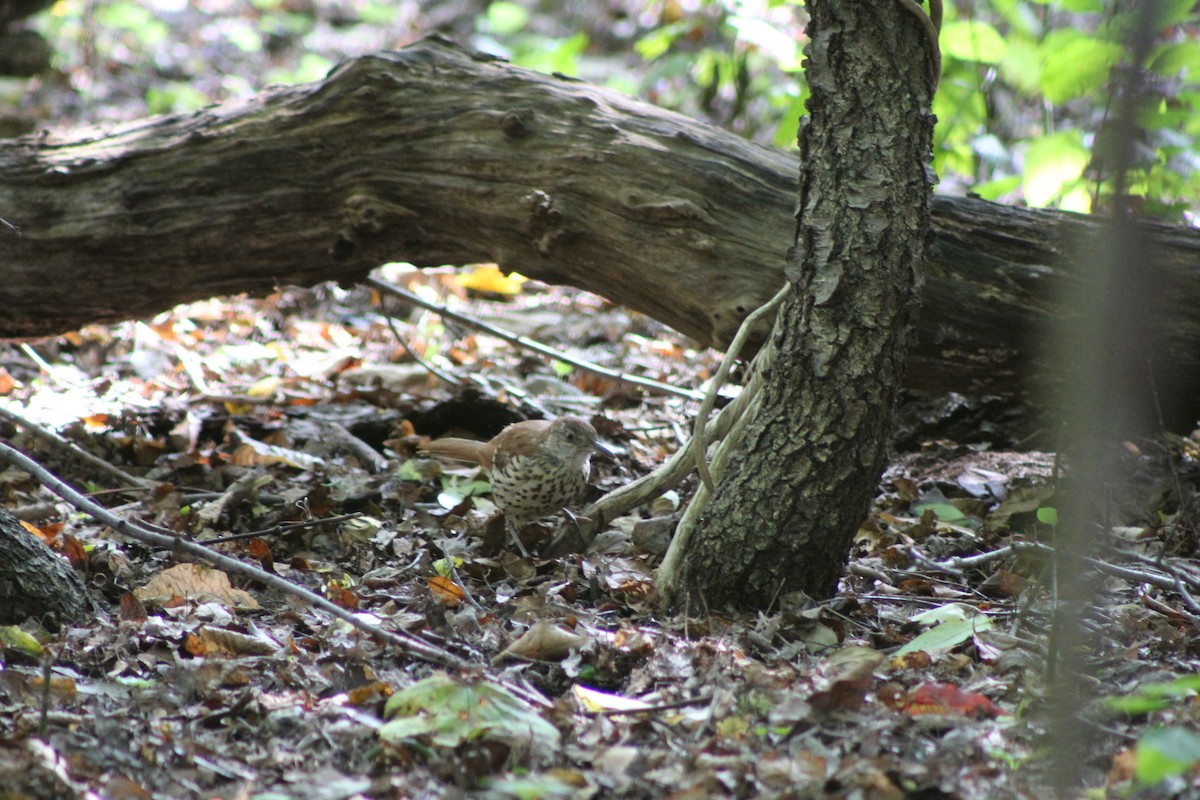 Brown Thrasher - ML642731895