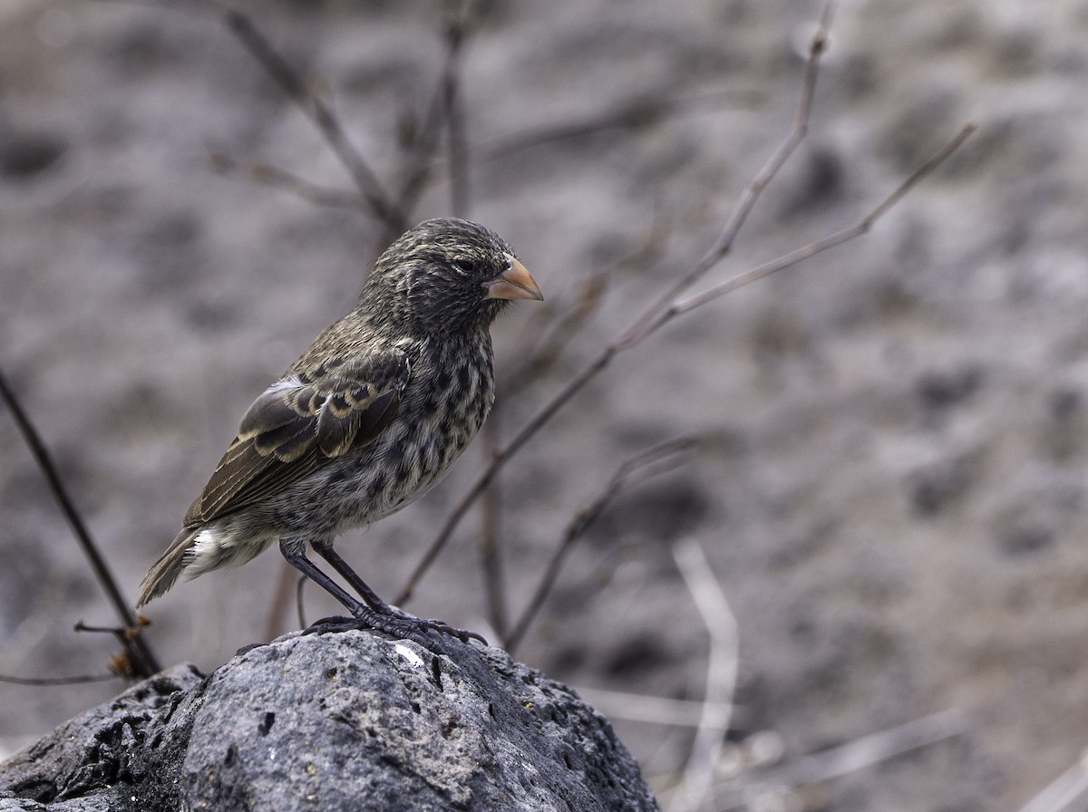 Española Ground-Finch - ML642731896