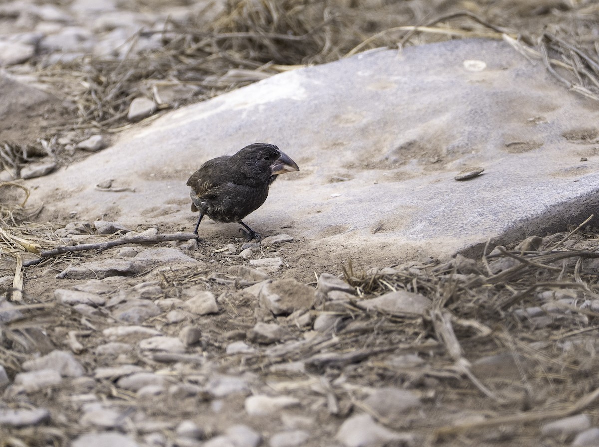 Española Ground-Finch - ML642731897