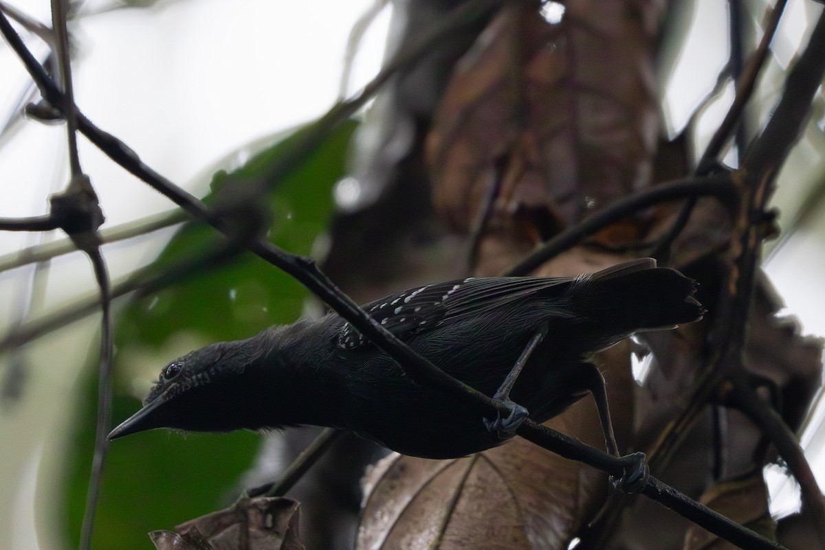 Slaty Antwren - ML642731900
