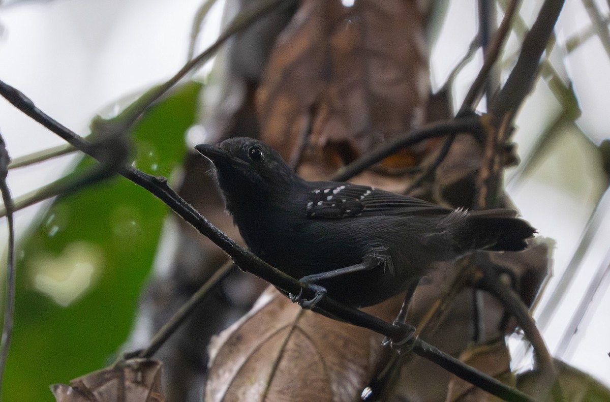 Slaty Antwren - ML642731901
