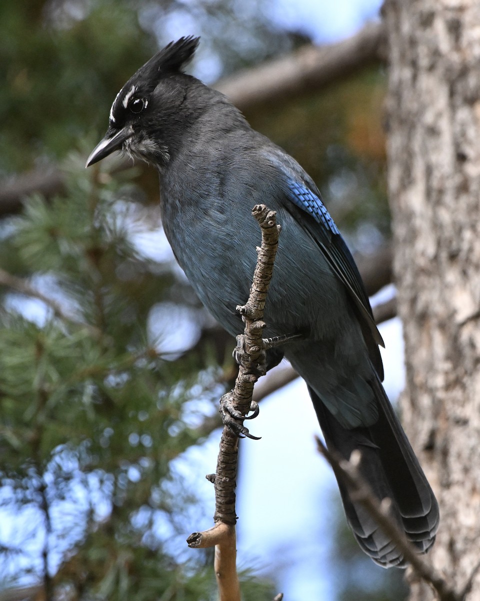 Steller's Jay (Southwest Interior) - ML642731918