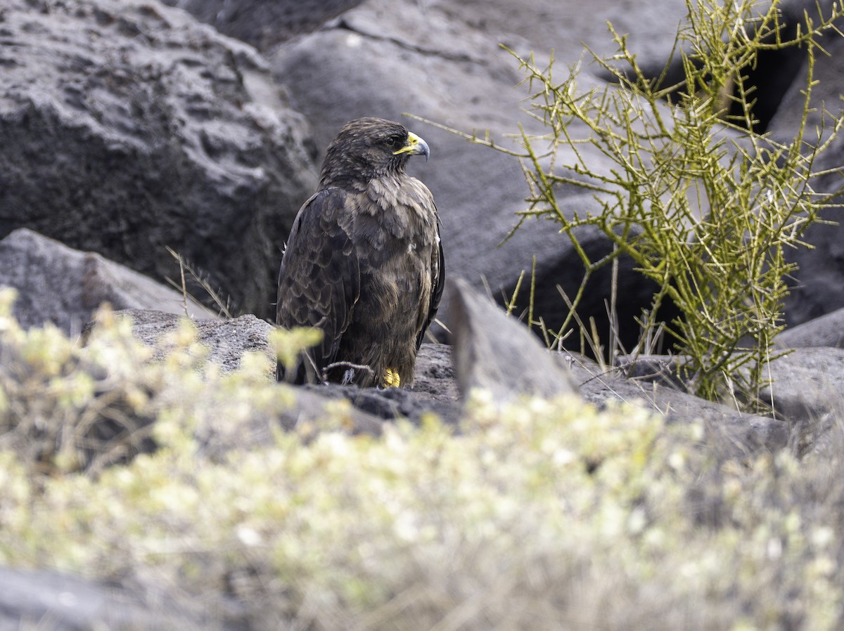 Galapagos Hawk - ML642731919