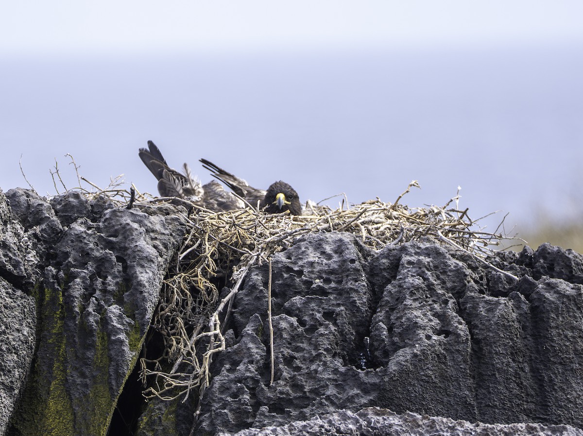 Galapagos Hawk - ML642731920