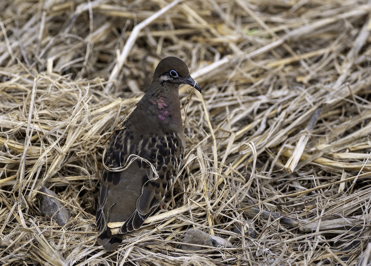 Galapagos Dove - ML642731928