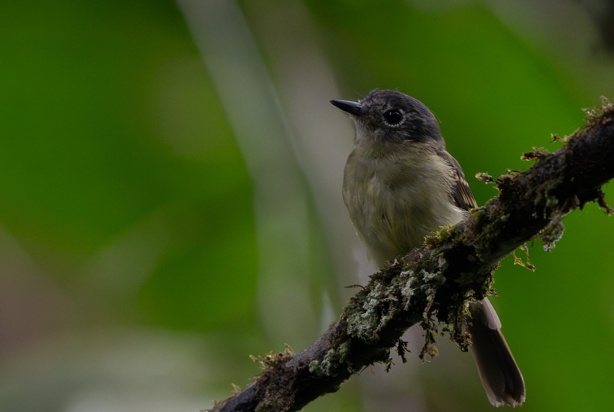 Scale-crested Pygmy-Tyrant - ML642731941