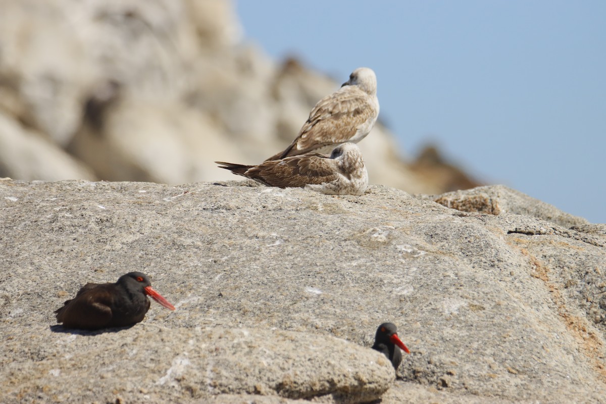 Blackish Oystercatcher - ML642731950