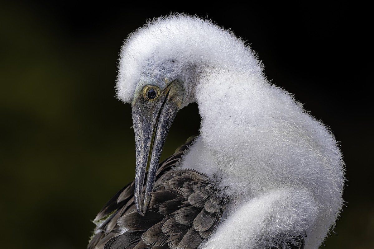 Blue-footed Booby - ML642731954