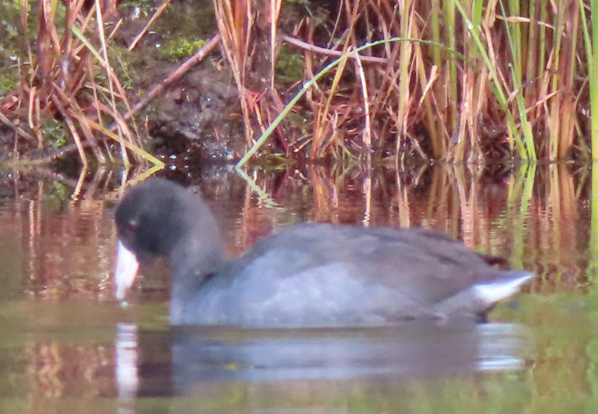 American Coot - ML642731959