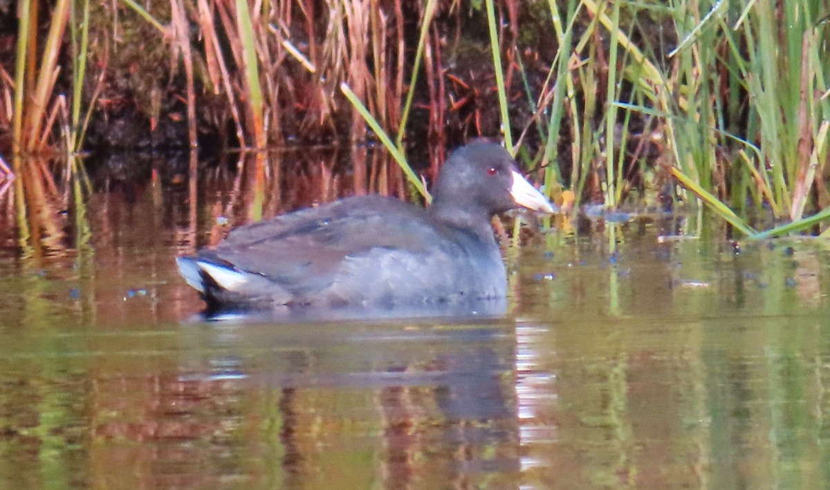 American Coot - ML642731960