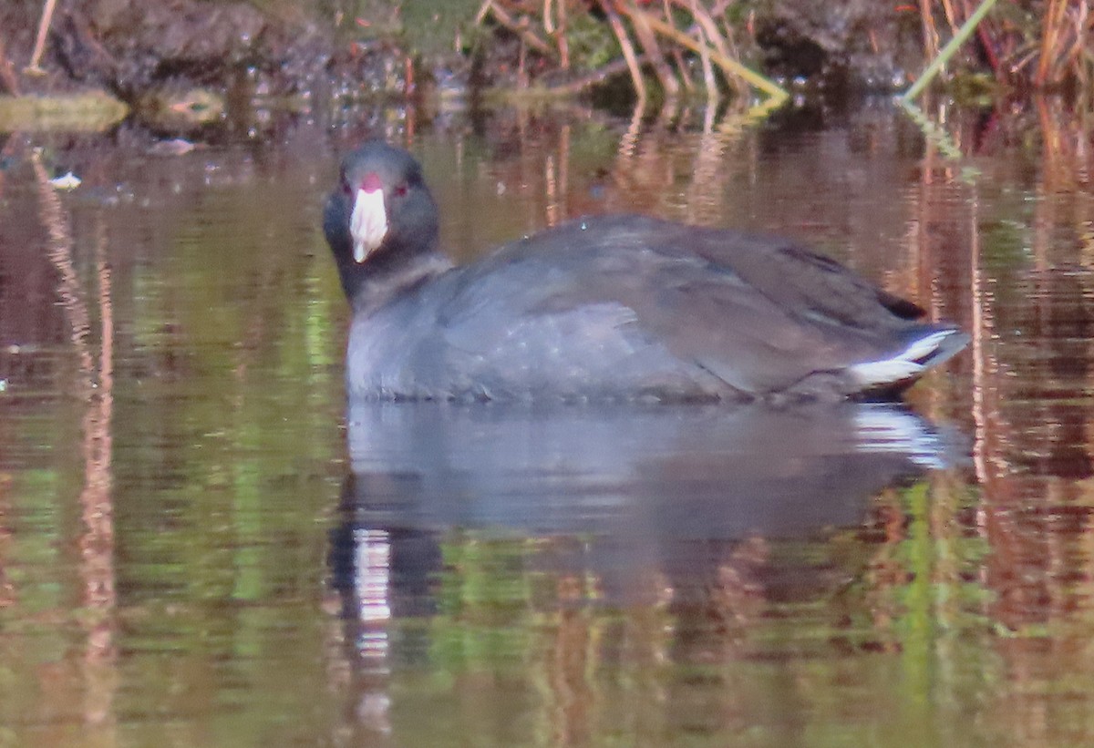 American Coot - ML642731961