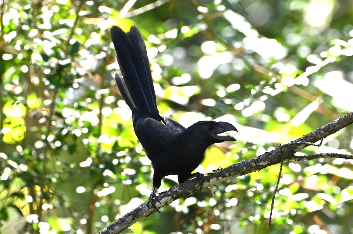 Groove-billed Ani - ML642731968