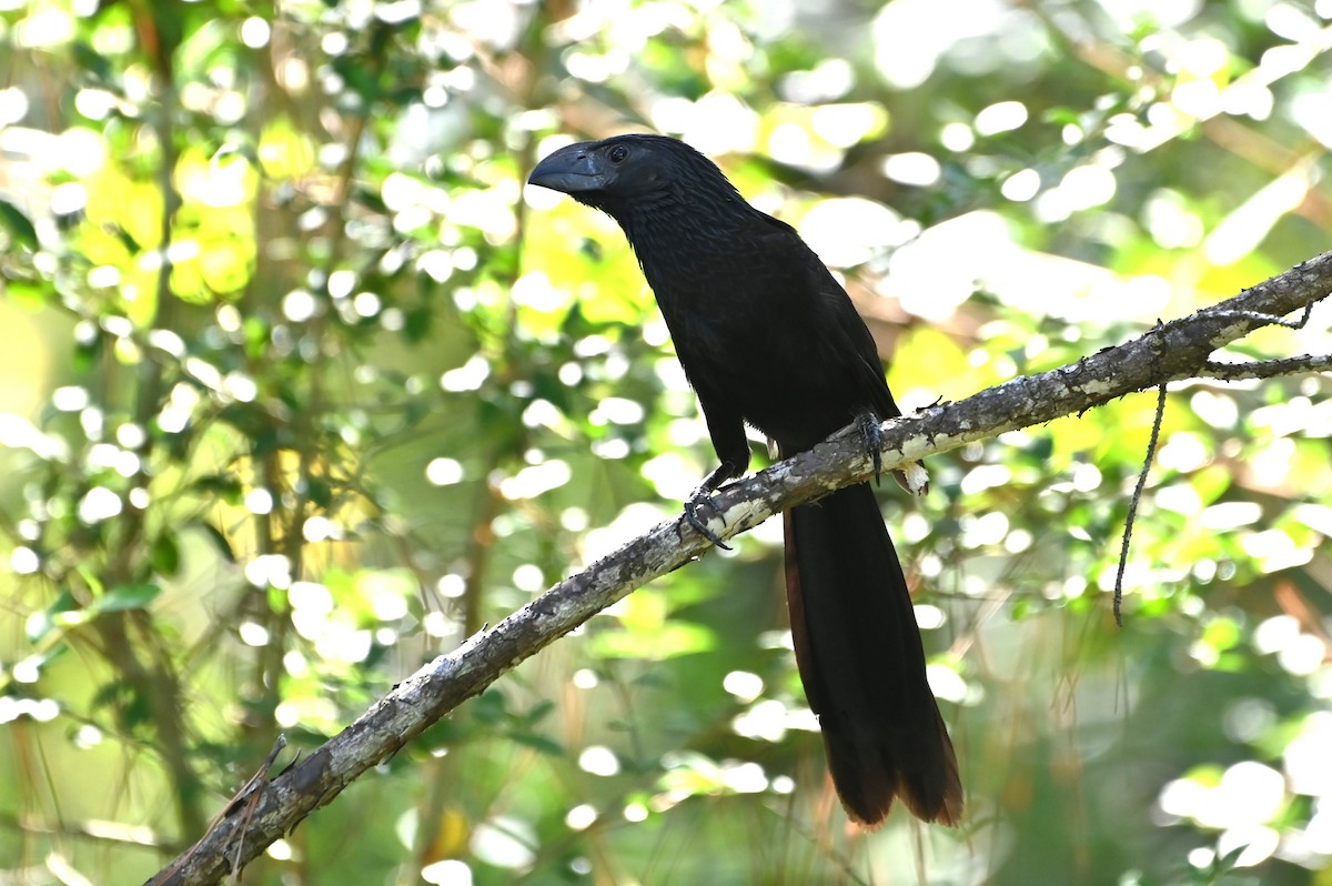 Groove-billed Ani - ML642731969