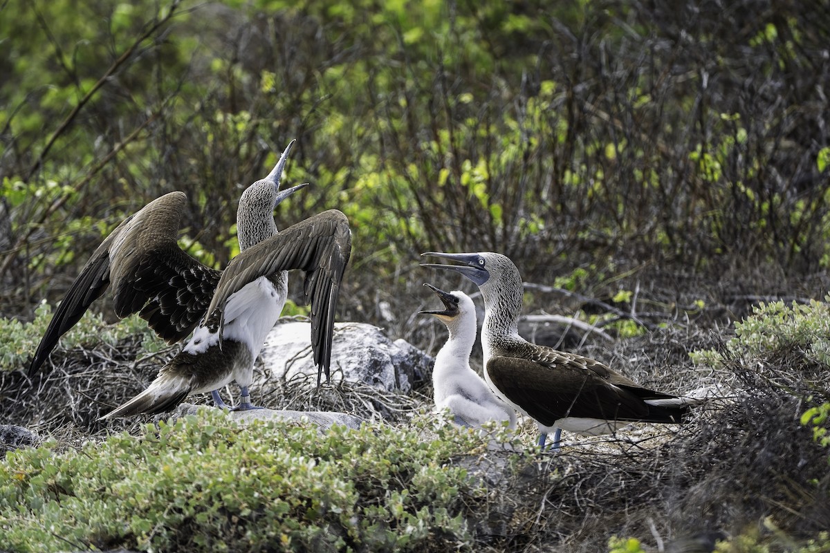 Blue-footed Booby - ML642731971
