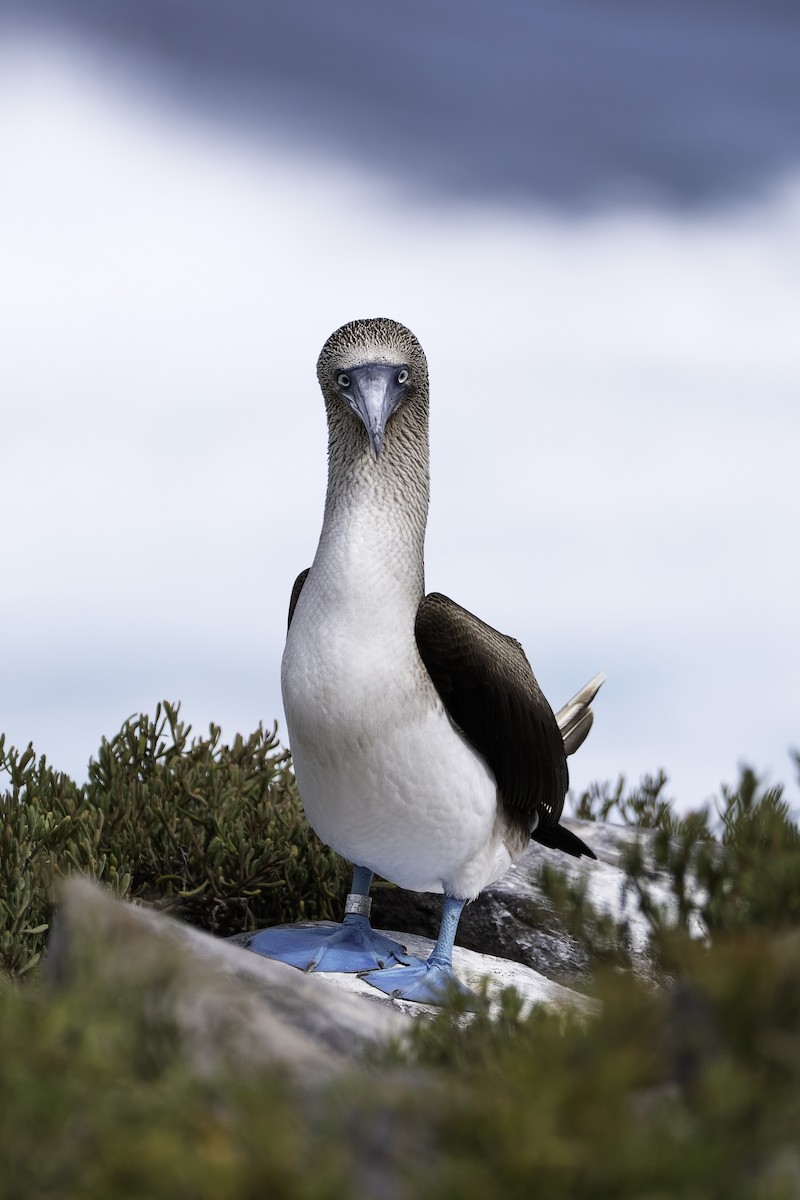 Blue-footed Booby - ML642731992